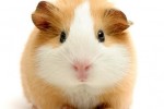 guinea pig