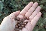 Beans of the castor oil plant containing ricin