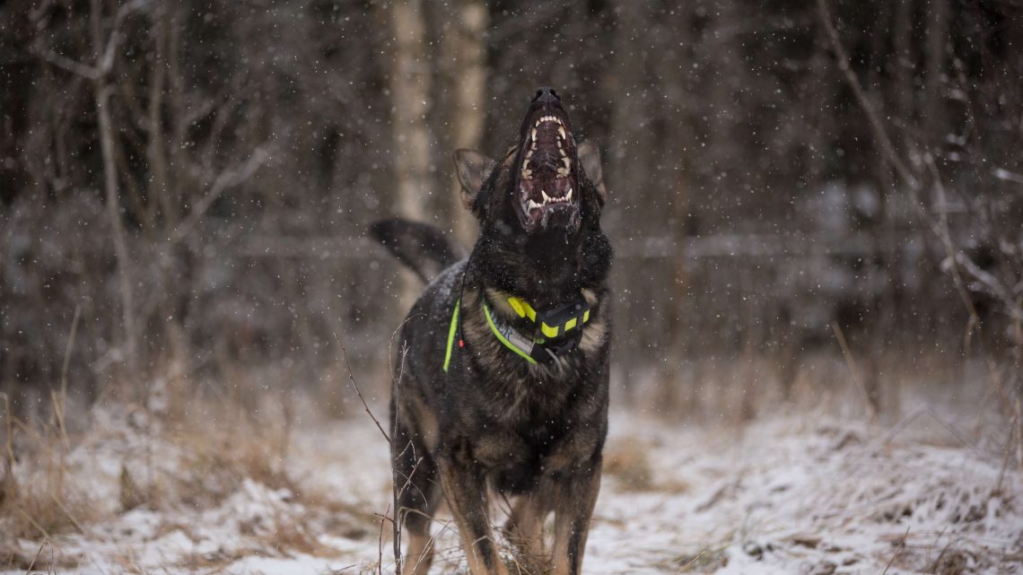 Aggressive Dog Barking